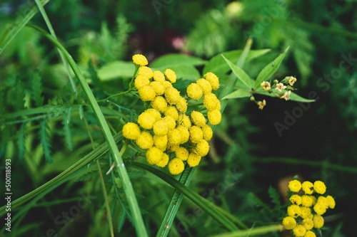 Yellow flowers in green grass