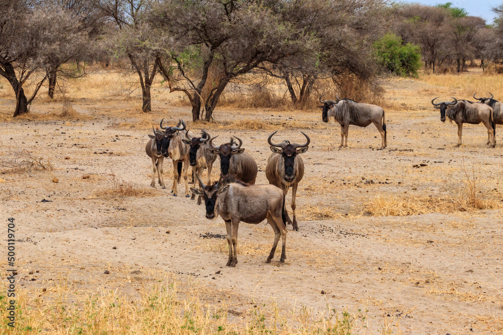 Herd of blue wildebeest (Connochaetes taurinus) in Tarangire National Park, Tanzania Herd of blue wildebeest (Connochaetes taurinus) in Tarangire National Park, Tanzania