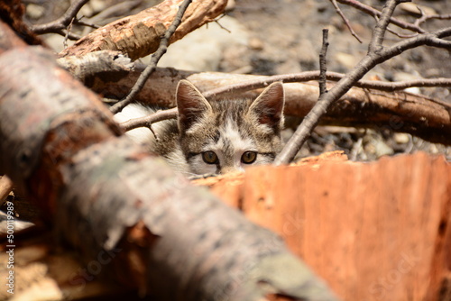Retrato de una gatita mirando detrás de madera
