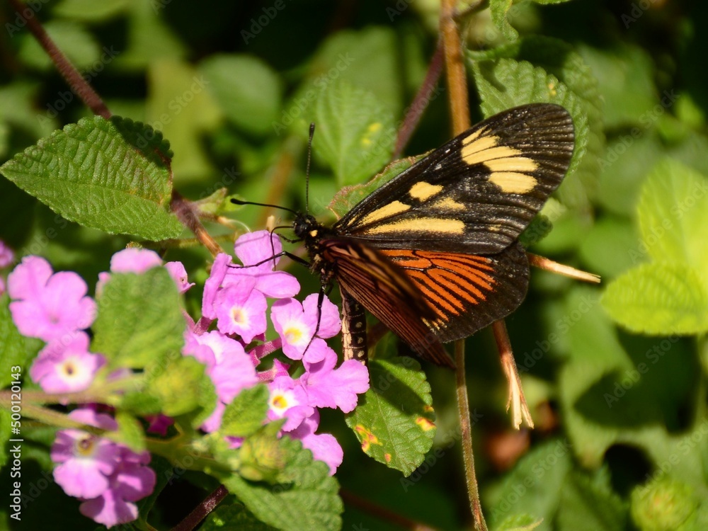 Vista lateral de mariposa (Actinote pellenea) sobre una flor violeta de Lantana Vista lateral de mariposa (Actinote pellenea) sobre una flor violeta de Lantana