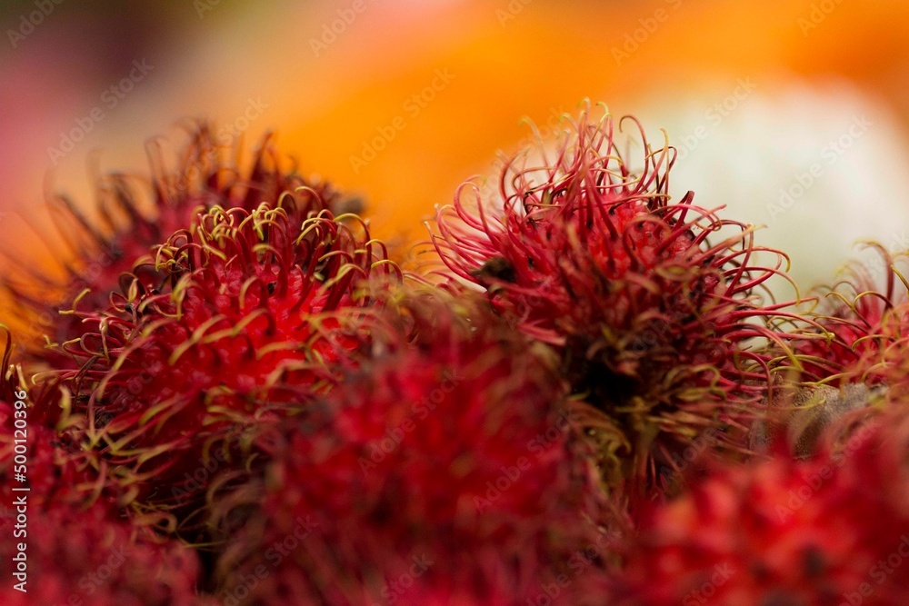 Lichia uma fruta deliciosa. A lichia é um taxon monotípico e o único