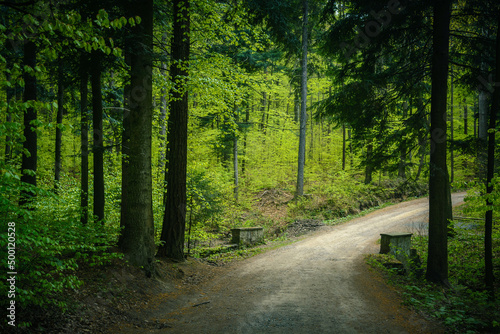 Fototapeta Naklejka Na Ścianę i Meble -  Droga w lesie