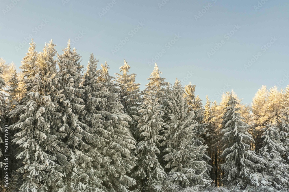 Photographie d'une rangée d'arbres enneigés en Auvergne Photographie d'une rangée d'arbres enneigés en Auvergne