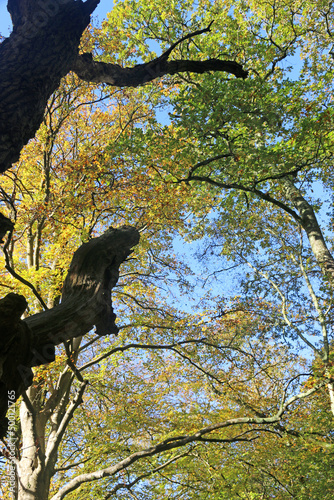 Beech trees in Autumn