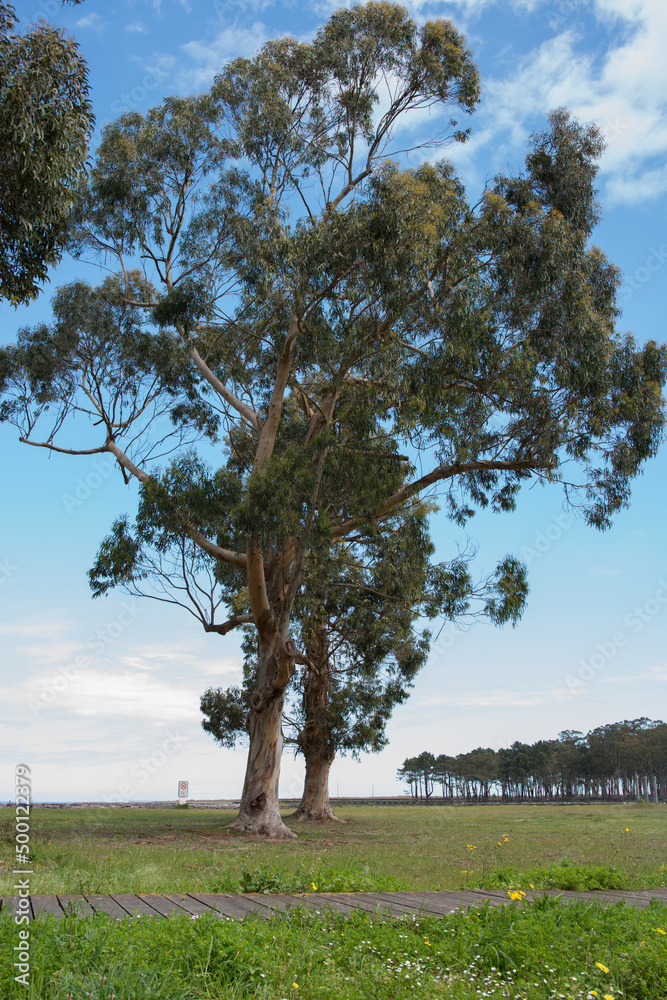 High eucalyptus seen from below. Recreation area at El Puntal, Asturias. Forest in the background. Sunny day. High eucalyptus seen from below. Recreation area at El Puntal, Asturias. Forest in the background. Sunny day.
