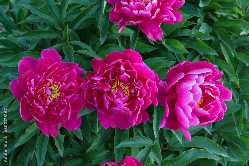 blooming peony flower in the garden against the background of bushes