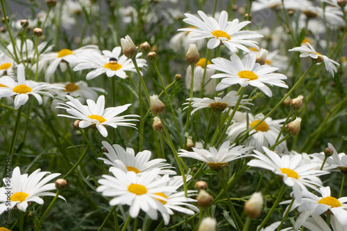Margherite in primavera bis