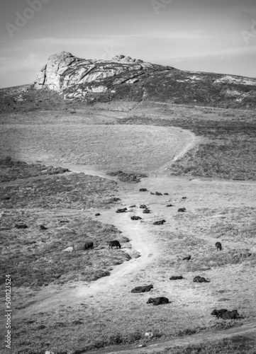 Haytor tor viewed from the top of Saddle Tor in Dartmoor National Park in England photo