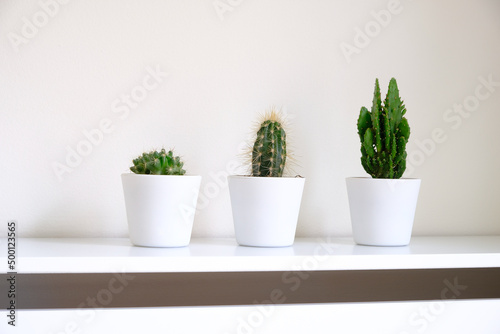 Small cacti plants potted in white pots for home decoration