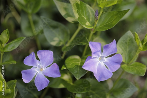 Madagascar periwinkle