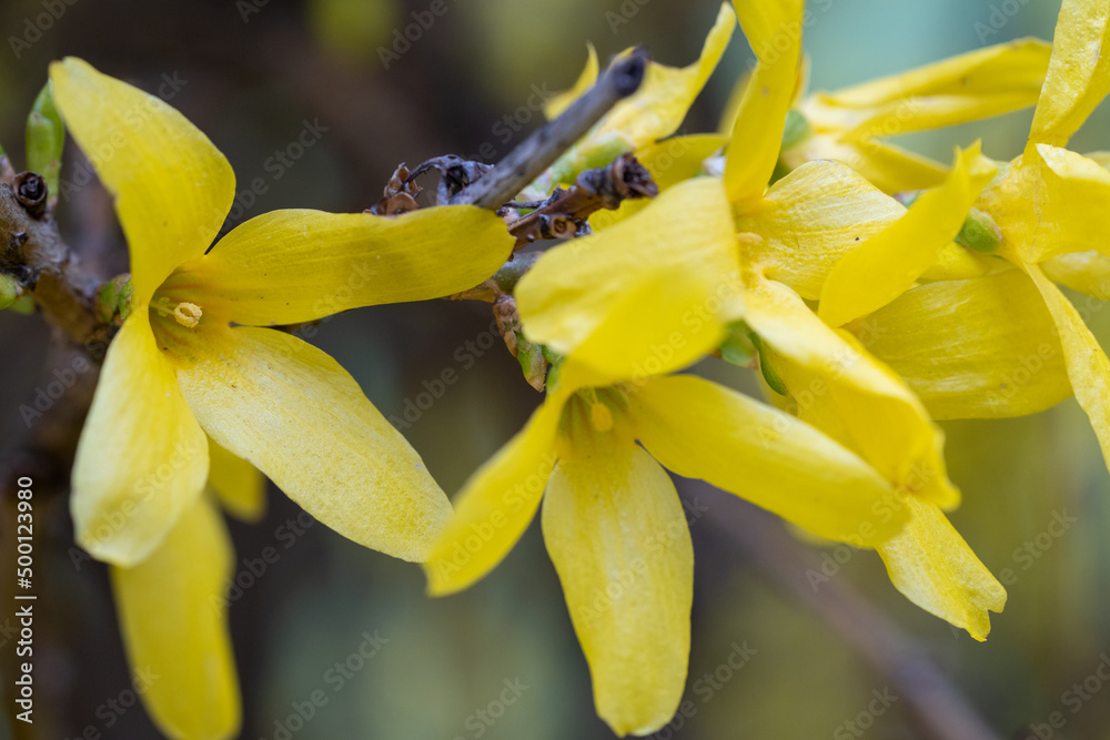 Fototapeta premium yellow forsythia flowers