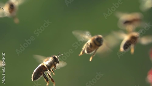 Bee swarm, bees flying. Honeybees. Funny animals. photo