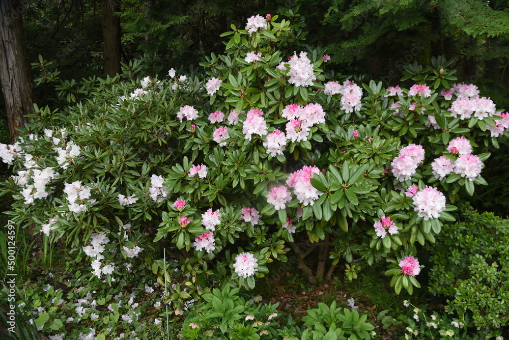 Rhododendron is an evergreen shrub of the family Ericaceae and is called the'Queen of Flowering Trees' because it produces large and gorgeous flowers from April to June. Rhododendron is an evergreen shrub of the family Ericaceae and is called the'Queen of Flowering Trees' because it produces large and gorgeous flowers from April to June.
