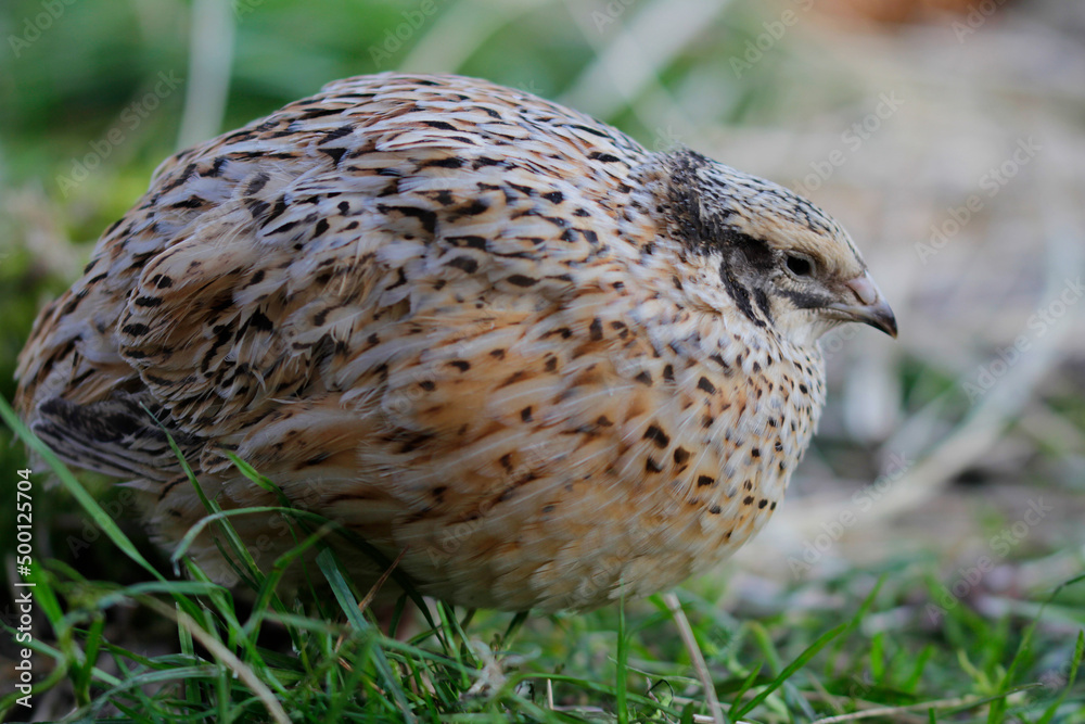 isabell colored laying quail in species-appropriate handling isabell colored laying quail in species-appropriate handling