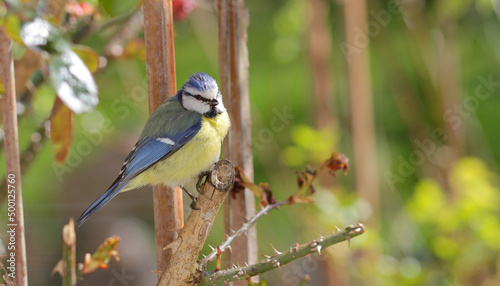 Blue tit foraging in rose arch on the way