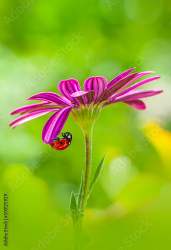 Beautiful ladybug on leaf defocused background   © blackdiamond67