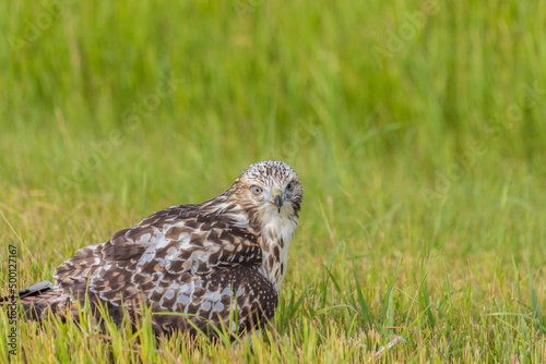 a prairie hawk perched in the grass