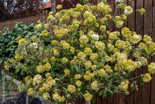 white viburnum flower ball in the garden in spring, close up photography, blurred green background, blooming spring flowers, Large beautiful white balls of blooming Viburnum opulus Roseum