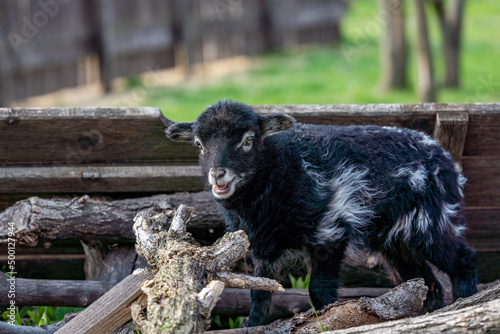 newborn black lamb on the farm  newborn black tiny ouessant lamb  countryside  cute and adorable animal  one of the smallest breeds of sheep in the world  Easter concept