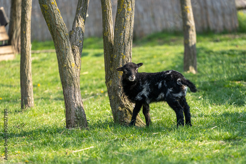 newborn black lamb on the farm, newborn black tiny ouessant lamb, countryside, cute and adorable animal, one of the smallest breeds of sheep in the world, Easter concept