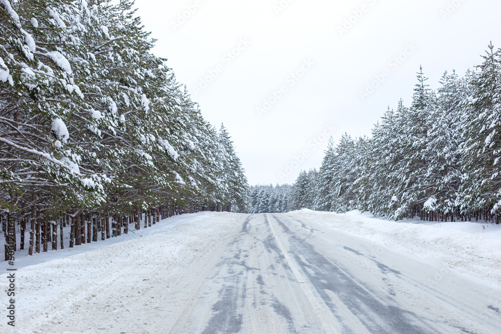 Fototapeta premium landscape of snowy winter road through a pine forest outside the city