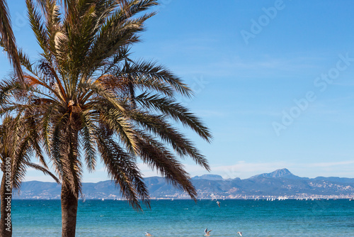Seagulls, palms and Mediterranean sea at the beach of Arenal, Majorca, Spain © Radoslav
