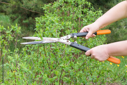 spring work in garden in summer. farmer women cutting green bush plant in yard with scissors.
