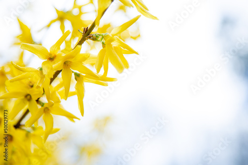 Yellow forsythia blossoms against bright sky © Lydia