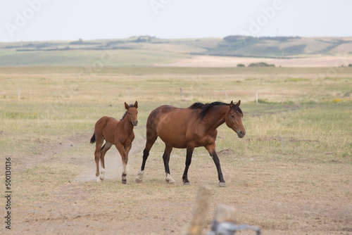 colt and mare walking in the pasture © snaphappy28