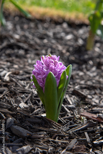 spring hyacinth flowers
