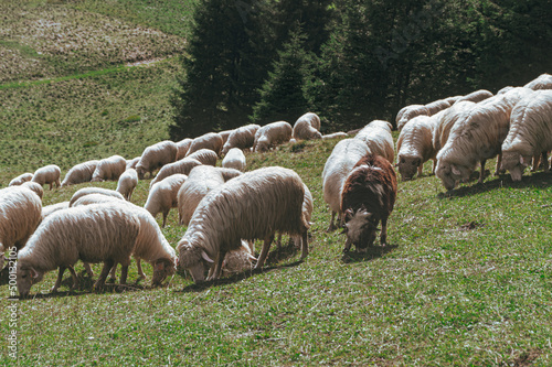 Owce na pastwisku, Polska