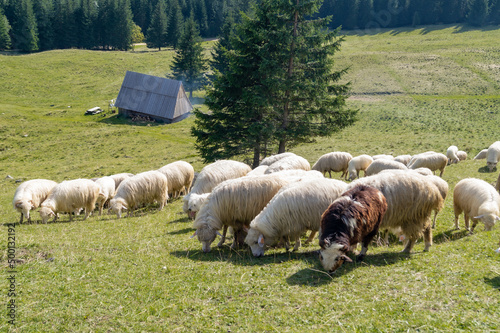Owce na pastwisku, Polska