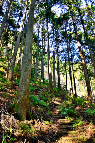 丹沢の七沢山 谷太郎林道三峰山コースも森 
