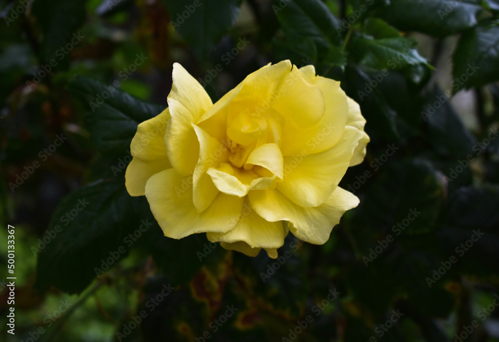 yellow rose flower yellow rose flower