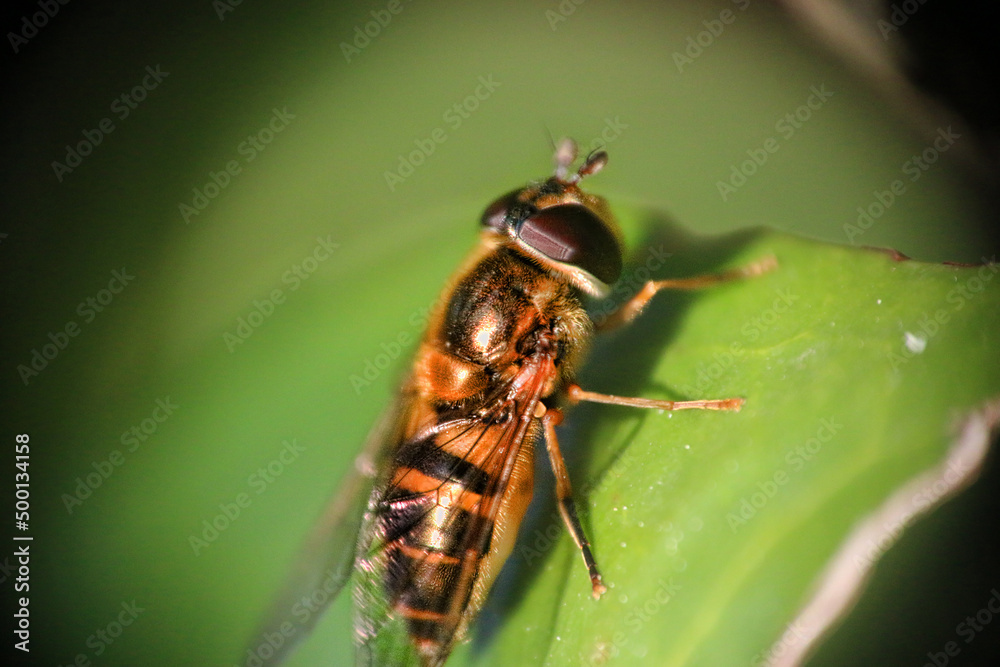 mouche mouche