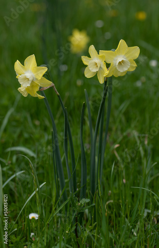 Spring yellow daffodils or narcissus in green meadow