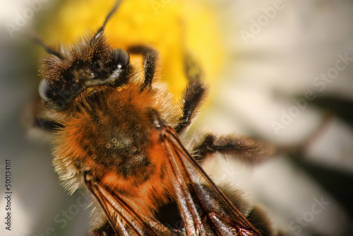 abeille © david debray