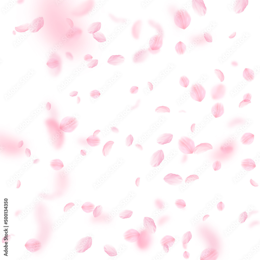Sakura petals falling down. Romantic pink flowers falling rain. Flying petals on white square background. Love, romance concept. Modern wedding invitation.
