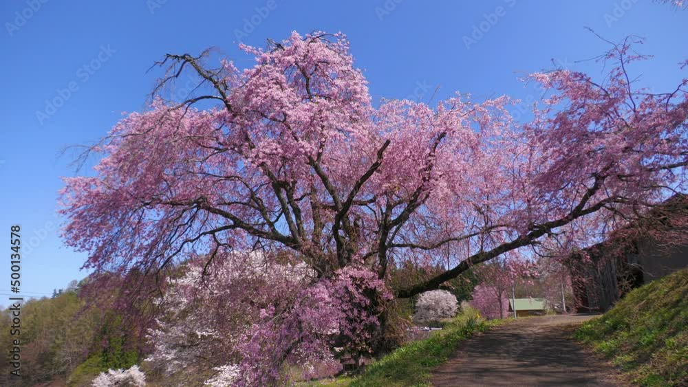 番所の桜(小川村) 番所の桜(小川村)