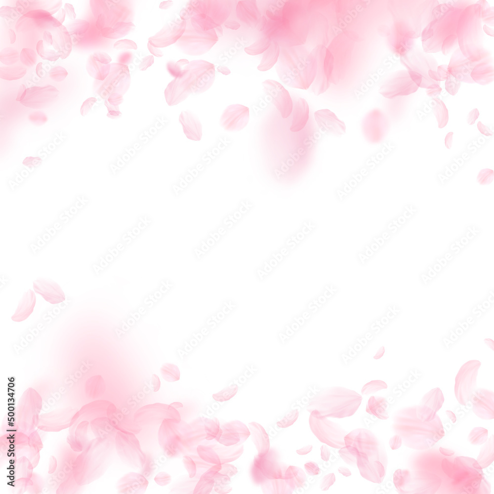 Sakura petals falling down. Romantic pink flowers falling rain. Flying petals on white square background. Love, romance concept. Lively wedding invitation.