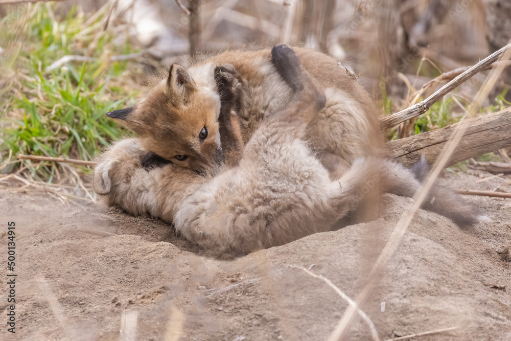 Fototapeta premium Fox pups playing