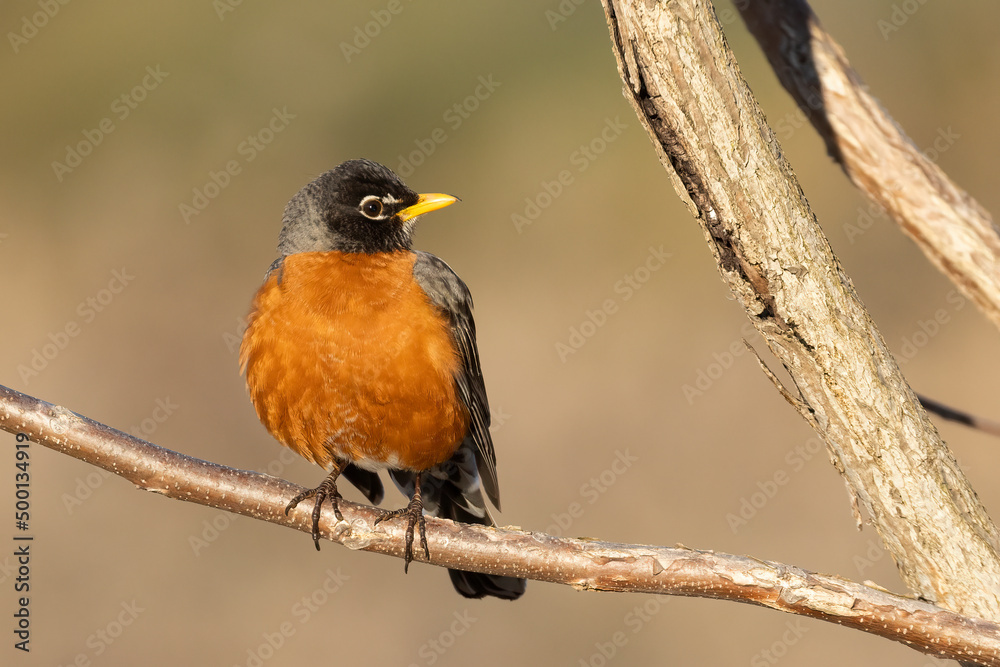American robin (Turdus migratorius) in spring American robin (Turdus migratorius) in spring