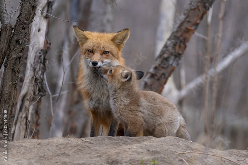 Red fox family in spring © Mircea Costina