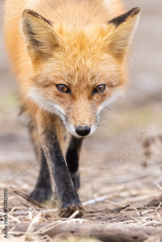 Male red fox in spring