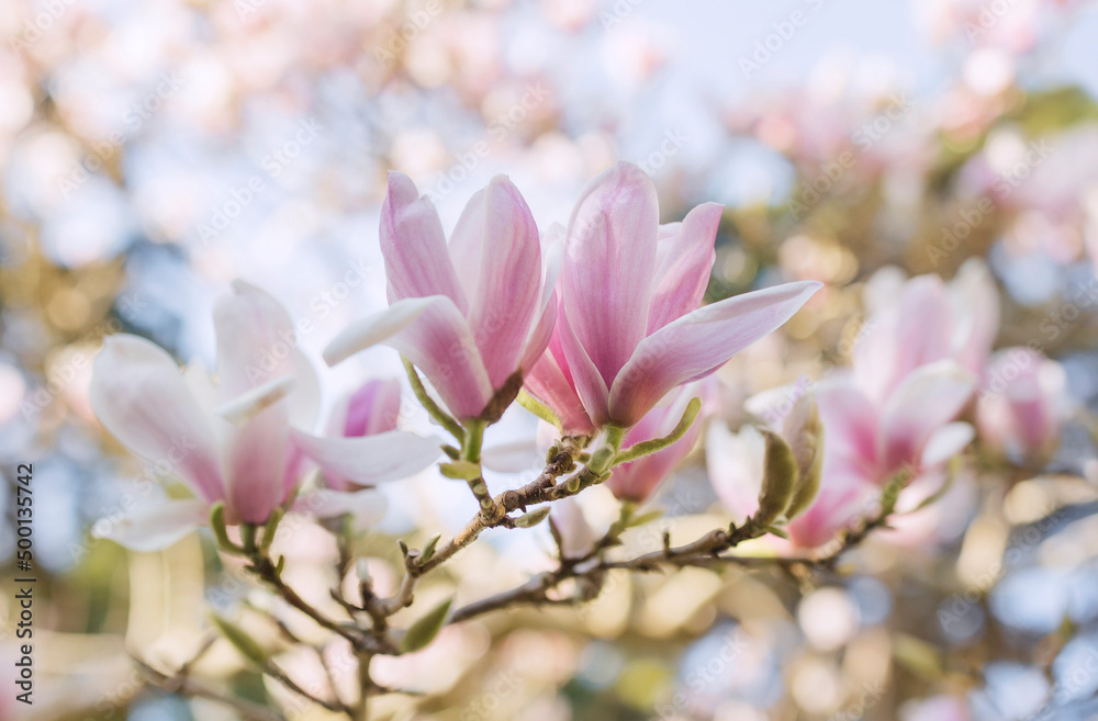 Branches of blossoming magnolia-trees in sun lights .Blossoming magnolia orchard in spring. Romantic mood. Magnolia flowers. Flowering time. Spring time