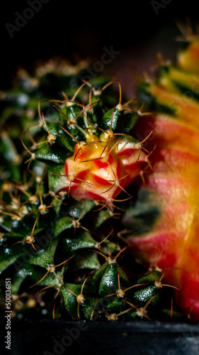 Variegated Gymnocalycium mihanovichi star fire cactus on dark background photo