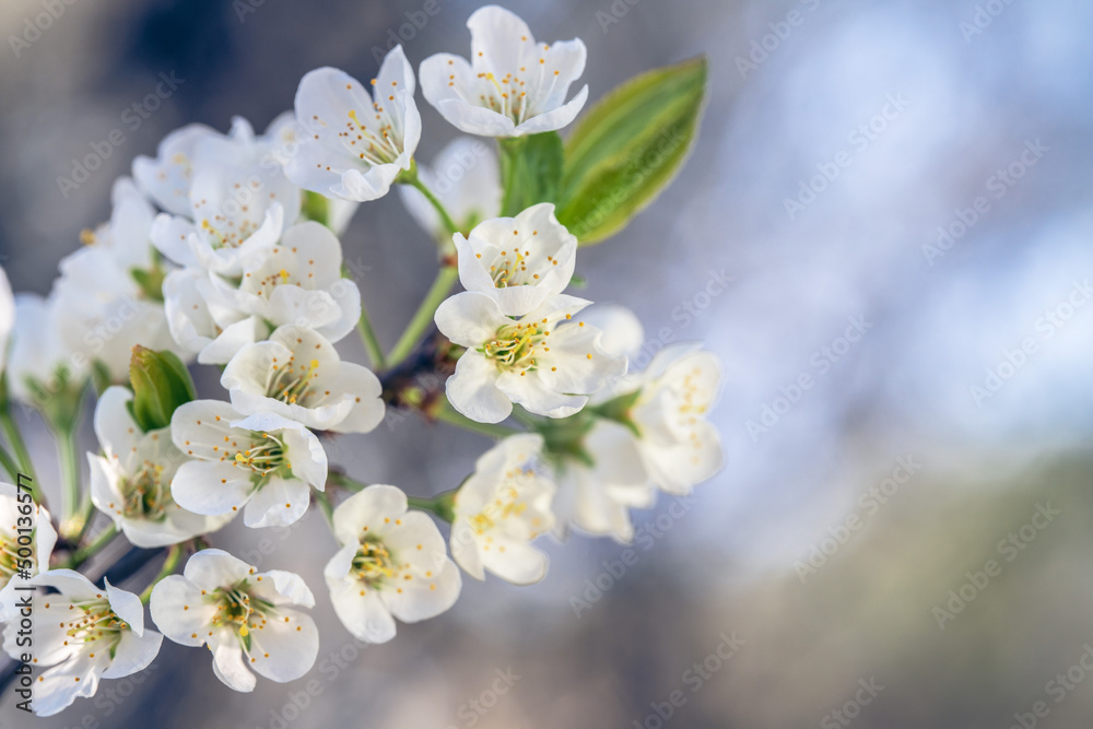 Spring flowers bloom in April Spring flowers bloom in April
