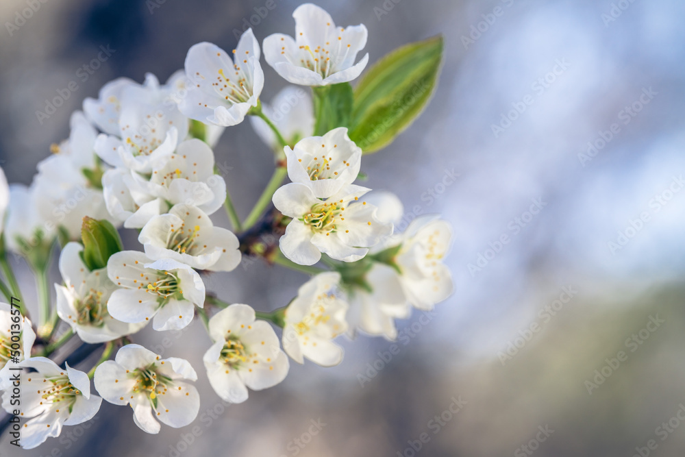 Spring flowers bloom in April