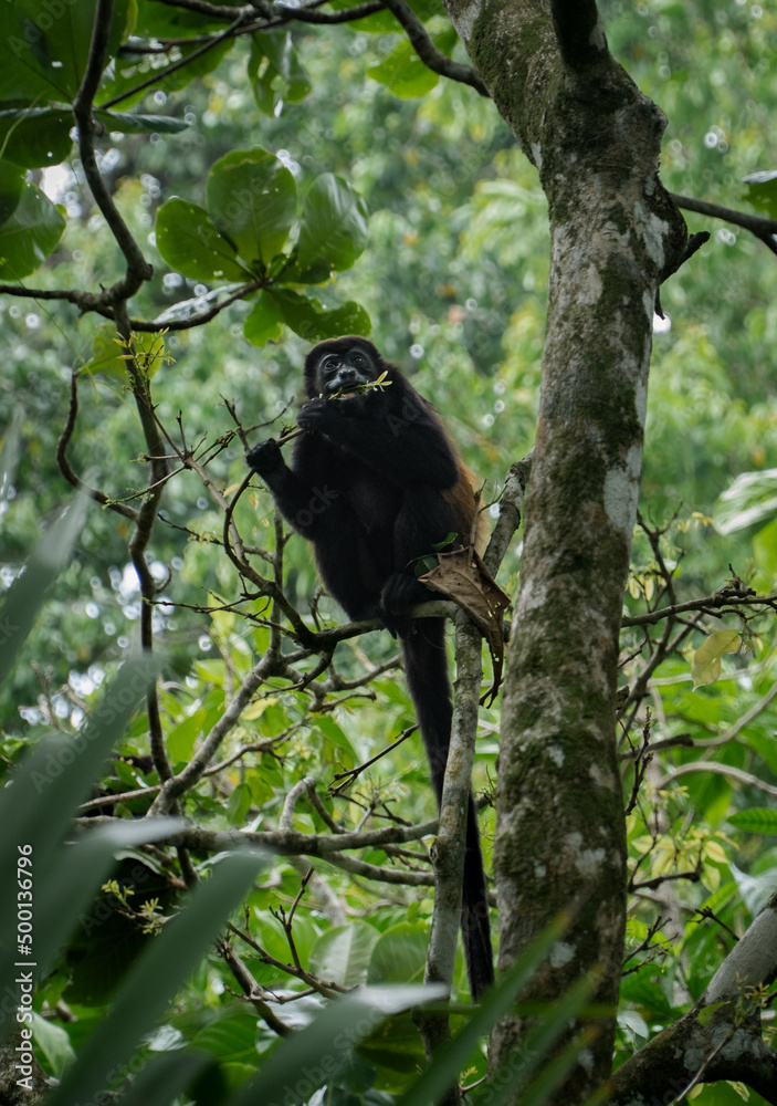 Howler Monkey eating at a tree Howler Monkey eating at a tree