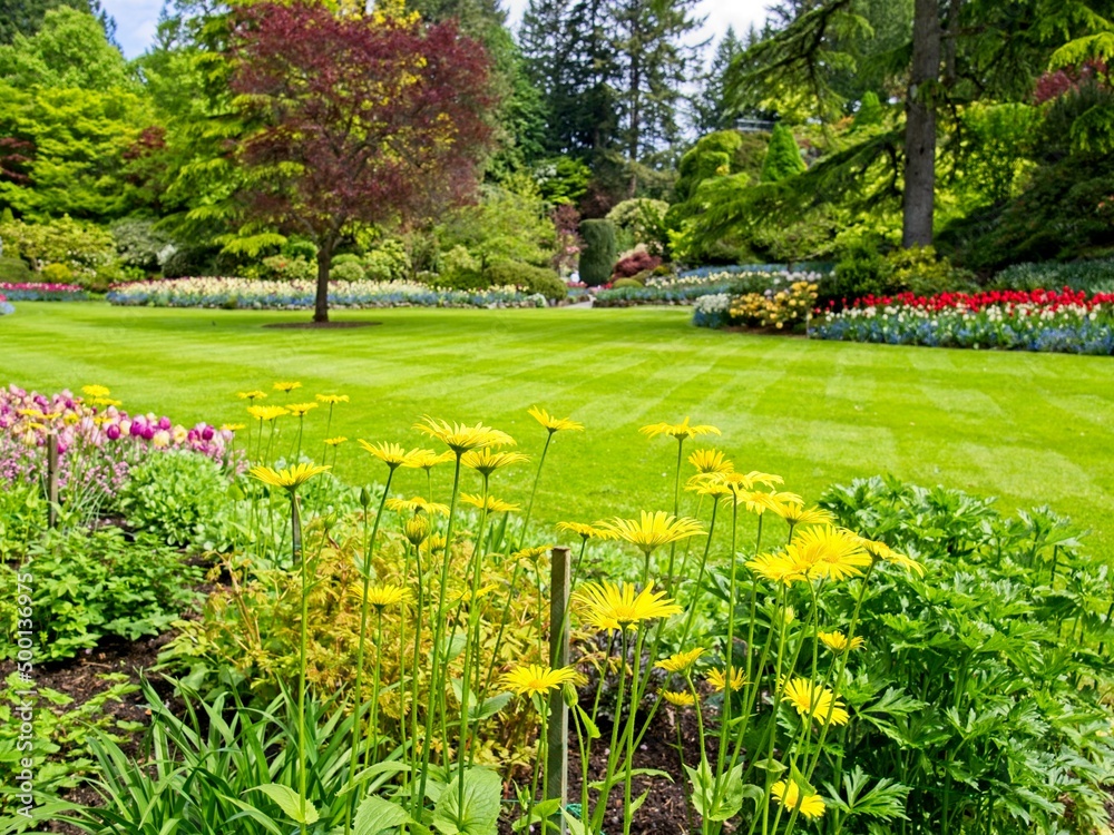 Lush garden blooming in the springtime with tulips, flowerbeds and lawns